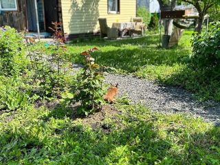 Продам дачу евроремонт возможен торг с плодоносящим садом фото 9 Магнитогорск