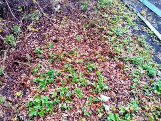 Продается участок земли фото 4 Магнитогорск