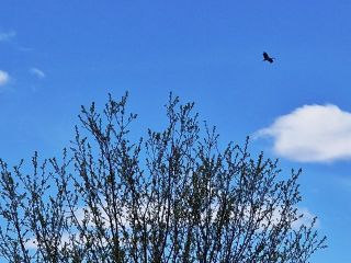 Продаю зем участок рядом асфальт красивый фото 5 Асеньевское