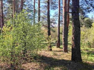 Продаю зем участок рядом асфальт фото 2 Остров