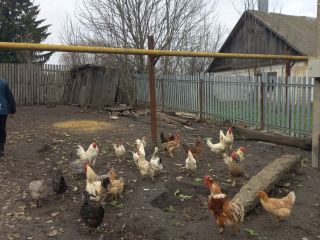 Продается кирпичный дом подключена канализация под личное подсобное хозяйство фото 14 Богородицк