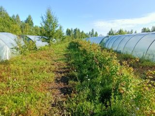 Продается земельный участок фото Дер. Лакомцево