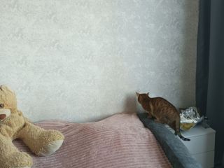 Продается комната гостиничной планировки взрослый собственник установлены пластиковые окна фото 7 Красноярск