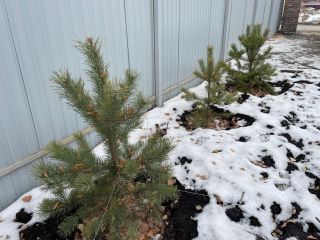 Продам кирпичный коттедж черновая отделка имеется охрана с коммуникациями фото 21 С. Ленинское