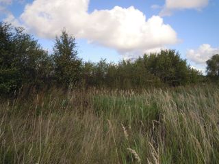 Продается зем участок в садовом некоммерческом товариществе рядом лес фото 2 П Сосновка