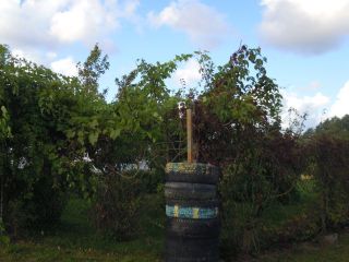 Продается зем участок в садовом некоммерческом товариществе рядом лес фото 8 П Сосновка