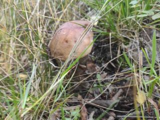 Продам земельный участок есть баня с коммуникациями фото 5 Приозерск