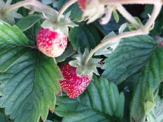 Продаю дом с мебелью с плодоносящим садом фото 35 Красноярск