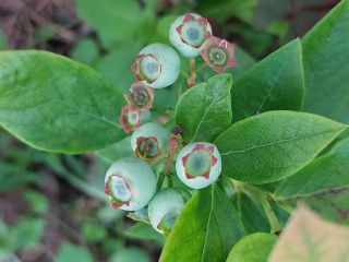 Продаю дом с мебелью с плодоносящим садом фото 36 Красноярск