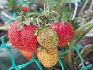 Продаю дом с мебелью с плодоносящим садом фото 37 Красноярск