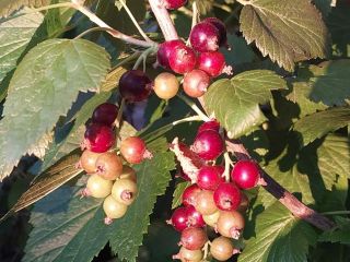 Продаю дом с мебелью с плодоносящим садом фото 38 Красноярск