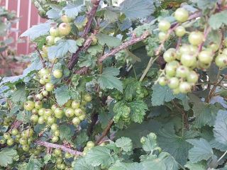 Продаю дом с мебелью с плодоносящим садом фото 39 Красноярск