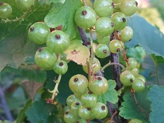 Продаю дом с мебелью с плодоносящим садом фото 40 Красноярск