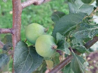 Продаю дом с мебелью с плодоносящим садом фото 41 Красноярск