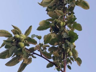 Продаю дом с мебелью с плодоносящим садом фото 42 Красноярск