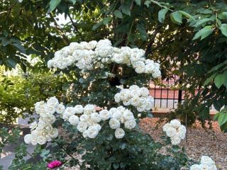 Продаю кирпичный коттедж с мебелью подключена канализация фото 5 Истра