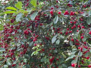 Продается деревянный дом документы на руках фото 4 Волгоград