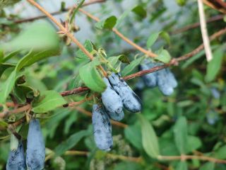 Продается деревянный дом с плодоносящим садом в садовом некоммерческом товариществе фото 7 Обнинск