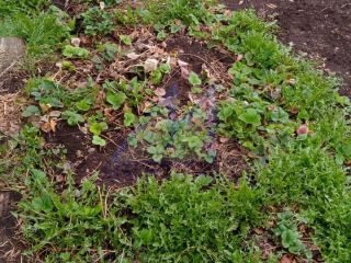 Продам двухкомнатную квартиру отличное место установлены пластиковые окна фото 11 Деревня Перовка