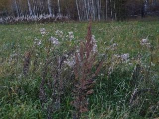 Продам земельный участок рядом лес под индивидуальное жилищное строительство фото 2 Красноярск