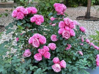 Продаю кирпичный коттедж под индивидуальное жилищное строительство фото 3 Истра