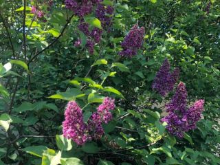 Продаю кирпичный коттедж под индивидуальное жилищное строительство фото 4 Истра