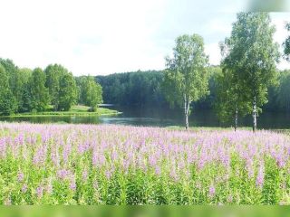 Продается земельный участок под индивидуальное жилищное строительство фото 5 Рославль