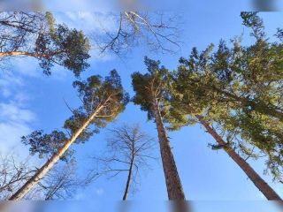 Продается земельный участок под индивидуальное жилищное строительство фото Подольск