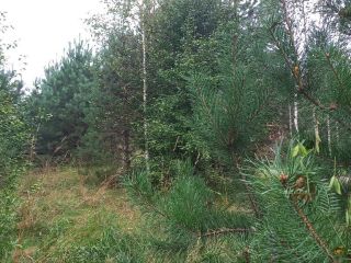 Продам земельный участок документы готовы фото 14 Горно-Алтайск