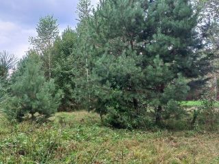 Продам земельный участок документы готовы фото 28 Горно-Алтайск