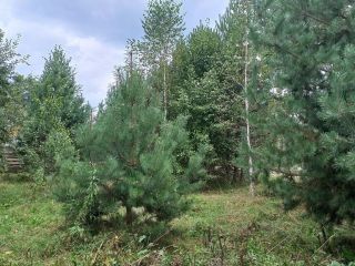 Продам земельный участок документы готовы фото 29 Горно-Алтайск