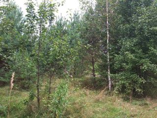 Продам земельный участок документы готовы фото 32 Горно-Алтайск