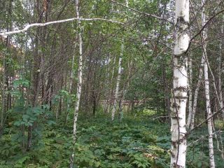 Продам земельный участок документы готовы фото 33 Горно-Алтайск