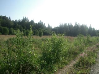 Продаю зем участок асфальтная дорога фото 6 Ломоносовский район, Лопухинское с.п., д. Горки