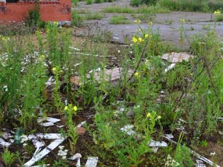 Продаю бизнес рядом асфальт фото 5 Смоленск