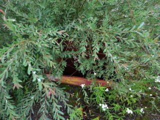 Продаю бизнес рядом асфальт фото 11 Смоленск