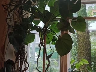 Продаю комнату сталинской планировки фото 3 Долгопрудный