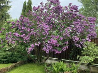 Продам кирпичный коттедж имеется баня с мебелью фото 17 Раменское