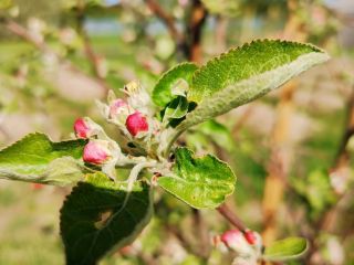 Продам дачу косметический ремонт с плодоносящим садом с коммуникациями фото 4 Деревня Пречистое