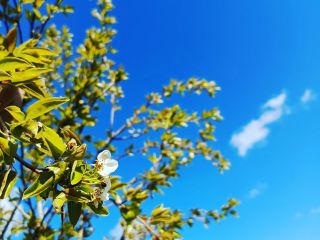 Продам дачу косметический ремонт с плодоносящим садом с коммуникациями фото 5 Деревня Пречистое