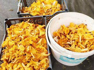 Продам дачу косметический ремонт с плодоносящим садом с коммуникациями фото 6 Деревня Пречистое