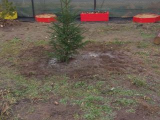 Продам дачу косметический ремонт с плодоносящим садом с коммуникациями фото 14 Деревня Пречистое