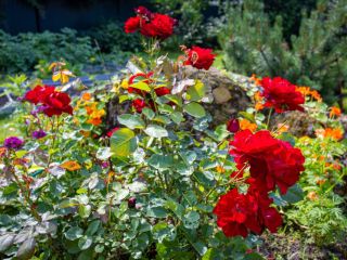 Продается деревянный дом имеется баня фото 40 Приозерск