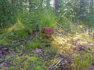 Продается участок земли есть баня с коммуникациями фото 15 Приозерск