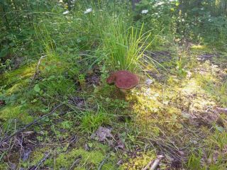 Продается участок земли есть баня с коммуникациями фото 16 Приозерск