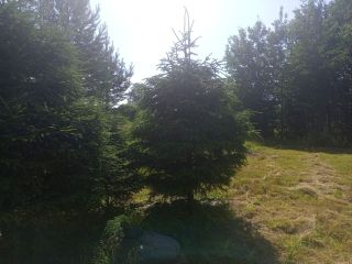 Продается участок земли есть баня с коммуникациями фото 34 Приозерск