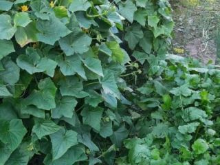 Продаю кирпичный коттедж косметический ремонт с коммуникациями фото 7 Иваново