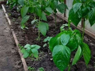 Продаю кирпичный коттедж косметический ремонт с коммуникациями фото 8 Иваново