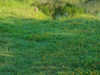 Продам земельный участок документы на руках фото 3 Чудово