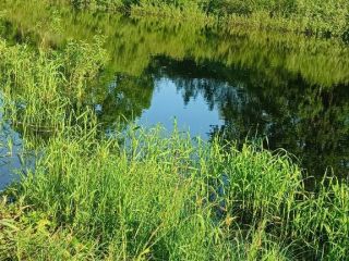 Продам земельный участок документы на руках фото 7 Чудово